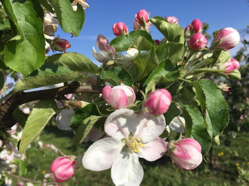 Fewo Blankenese Im Haus Luehegarten Grünendeich Exteriér fotografie